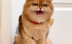 这是我的小扇贝好看吗